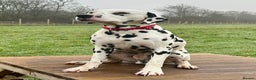 Dalmatian dogs for stud: Health tested Dalmatian available at Stud in Birmingham - Advert 3