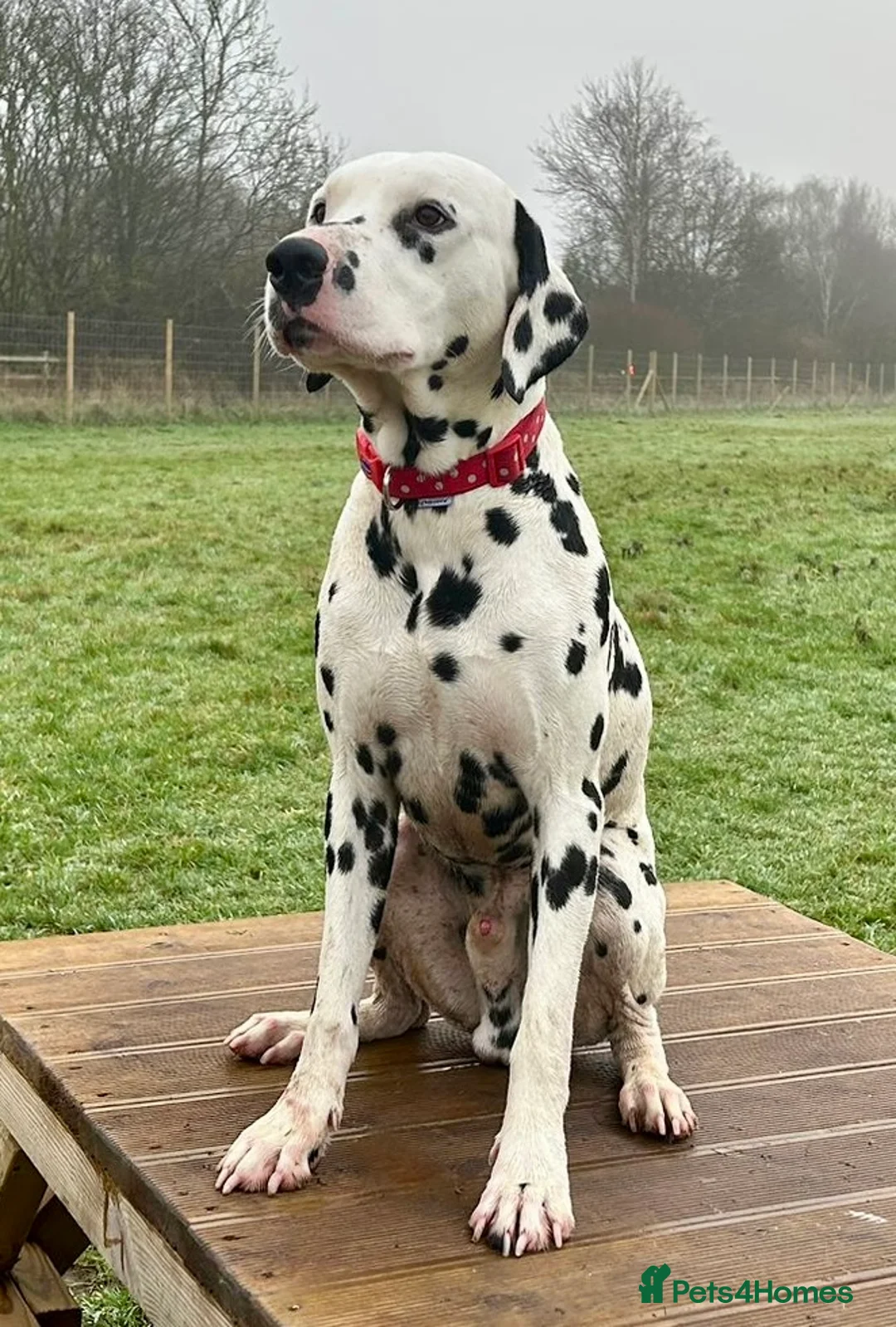 Dalmatian dogs for stud: Health tested Dalmatian available at Stud in Birmingham - Advert 3