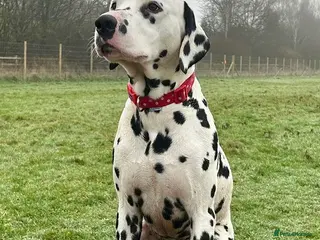 Dalmatian dogs Health tested Dalmatian available at Stud - Advert 2