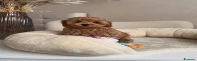 Maltipoo 3