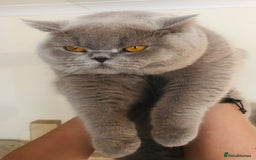 British Shorthair cats for sale:  Absolutely Beautiful BSH Champion Line kittens  - Image 28