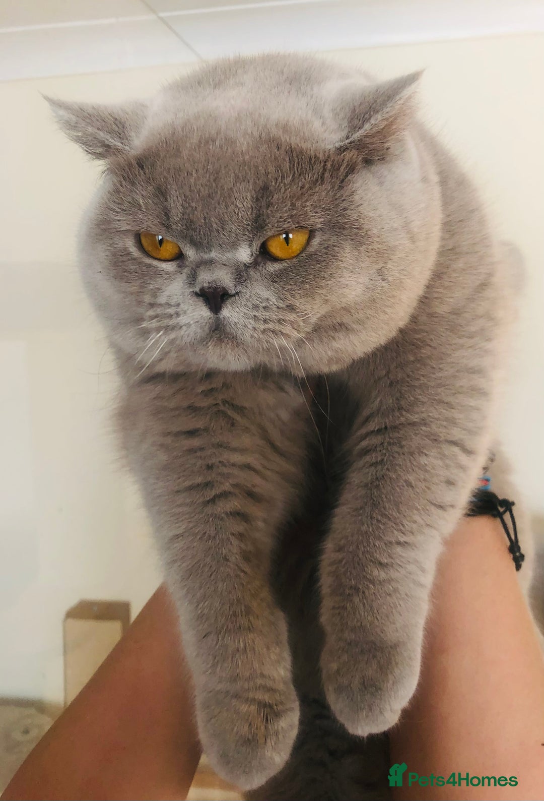 British Shorthair cats for sale:  Absolutely Beautiful BSH Champion Line kittens  - Image 28