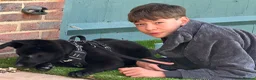 German Shepherd dogs for sale: Outstanding KC Registered German Sheppard - Advert 4