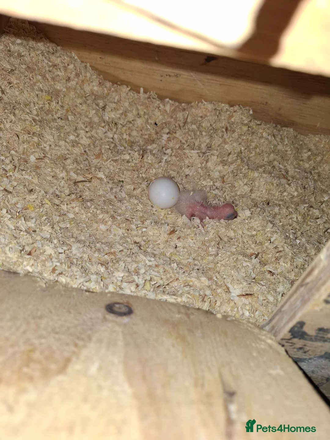 Parrots birds for sale: Proven pair yellow naped amazons  in Carrickfergus - Advert 6