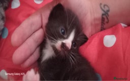 British Shorthair cats for sale: Cute boys - Image 10