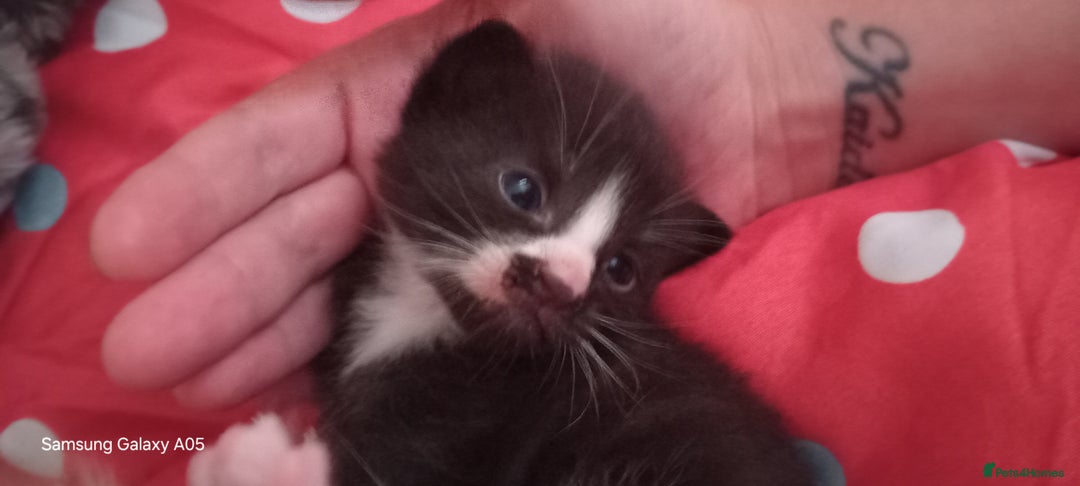British Shorthair cats for sale: Cute boys - Image 10