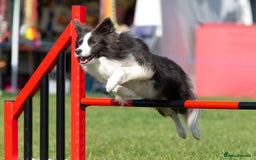 Border Collie dogs for stud: *PROVEN* Blue and White Border Collie Stud in Stoke-on-Trent - Image 9
