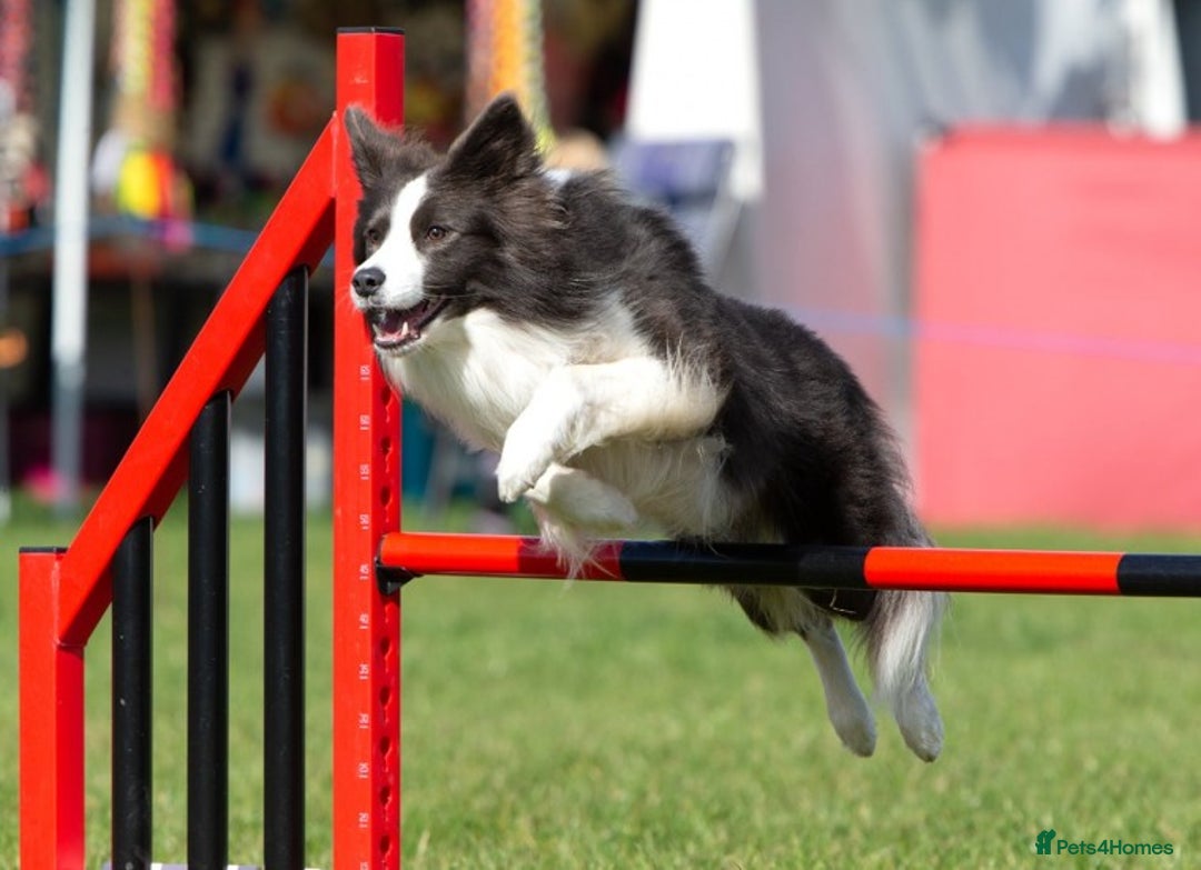 Border Collie dogs for stud: *PROVEN* Blue and White Border Collie Stud in Stoke-on-Trent - Image 9