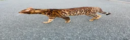 Bengal cats for stud: Bengal cat stud  in Manchester - Advert 2