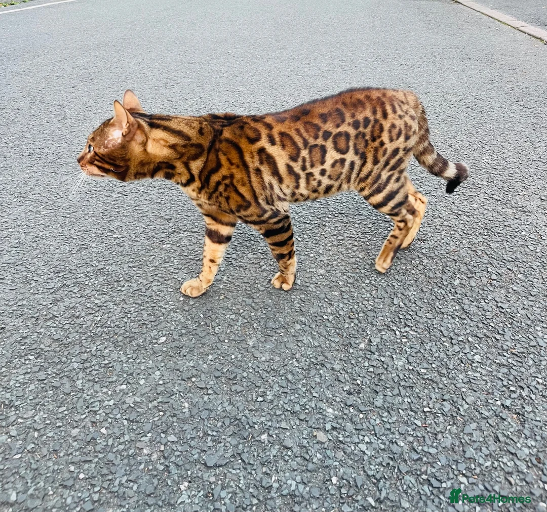 Bengal cats for stud: Bengal cat stud  in Manchester - Advert 2