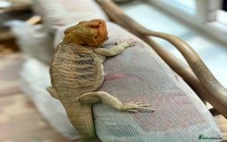 Bearded Dragon reptiles for sale: Mixed bearded dragons  in Nantwich - Image 2