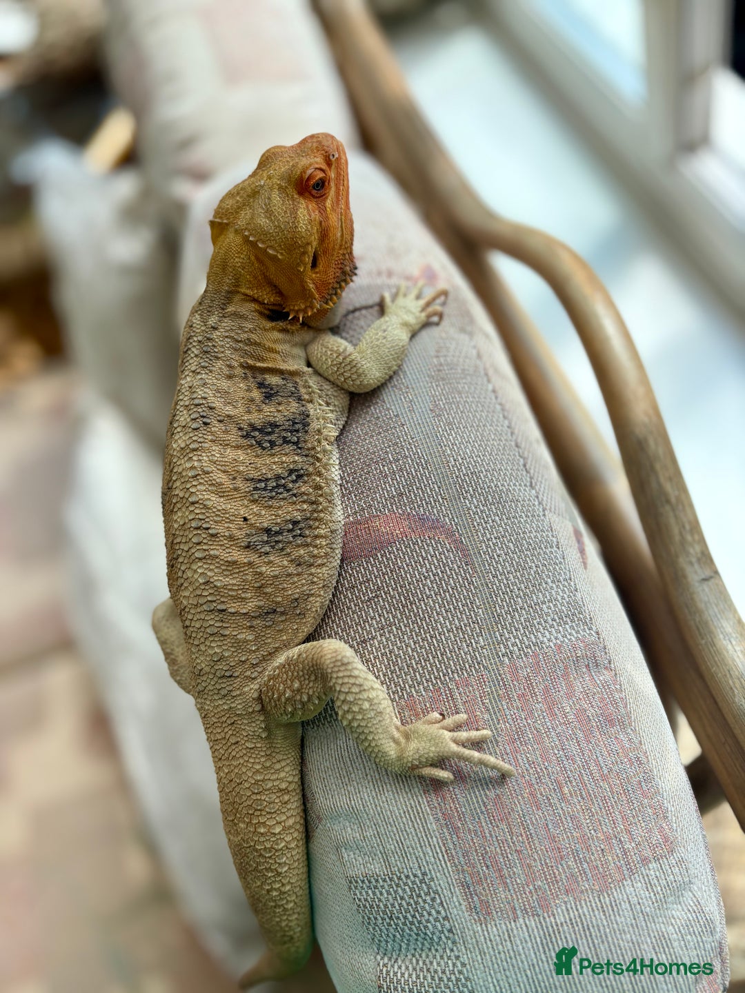 Bearded Dragon reptiles for sale: Mixed bearded dragons  in Nantwich - Image 2