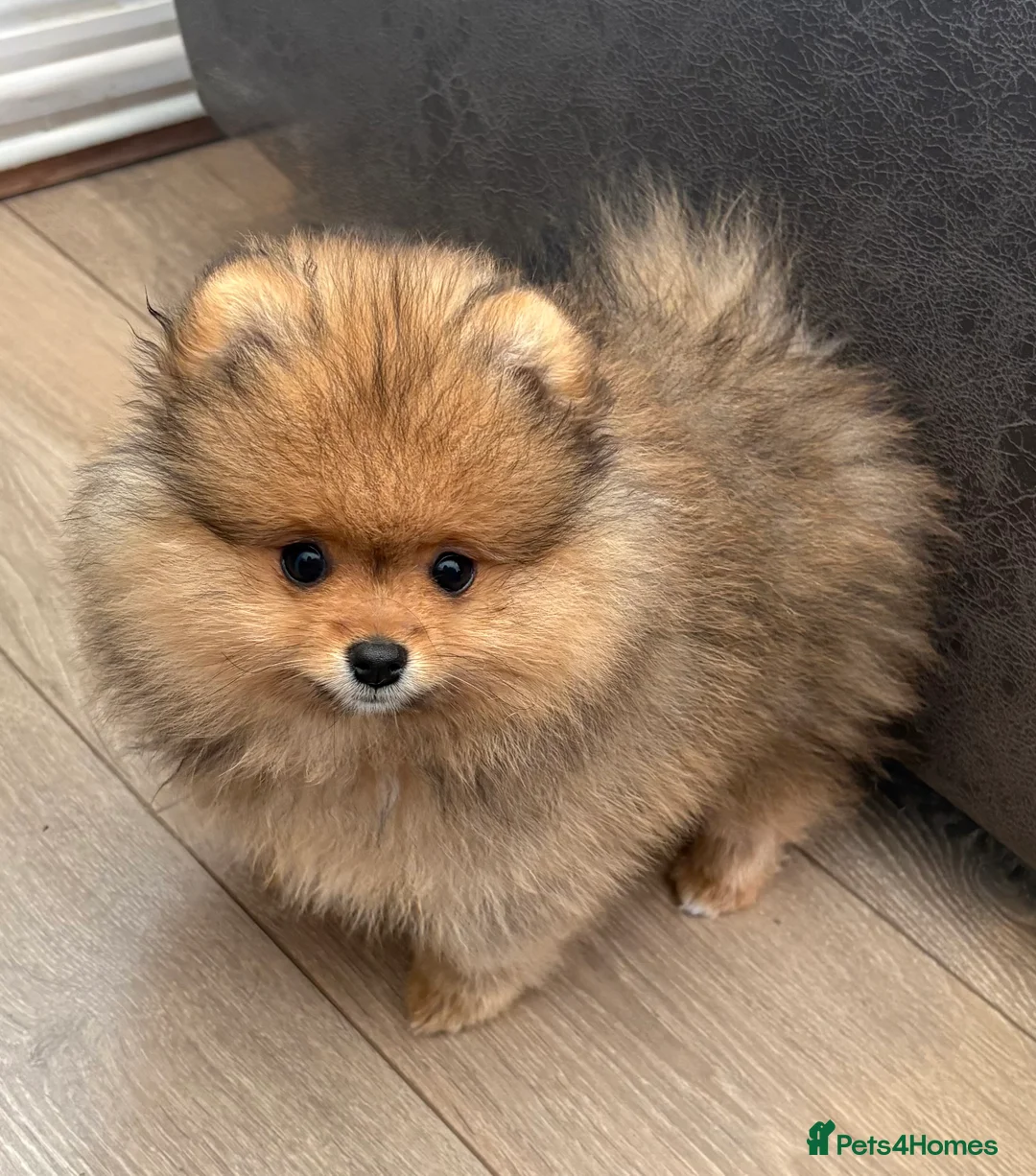 Pomeranian dogs for sale: Rkc Pomeranian Puppy looking for 5* homes - Advert 1