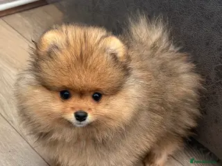 Pomeranian dogs Rkc Pomeranian Puppy looking for 5* homes - Advert 5