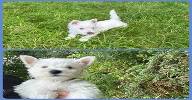 West Highland Terrier dogs - Advert 2