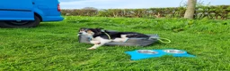Border Collie dogs for sale: Border Collie - Advert 12