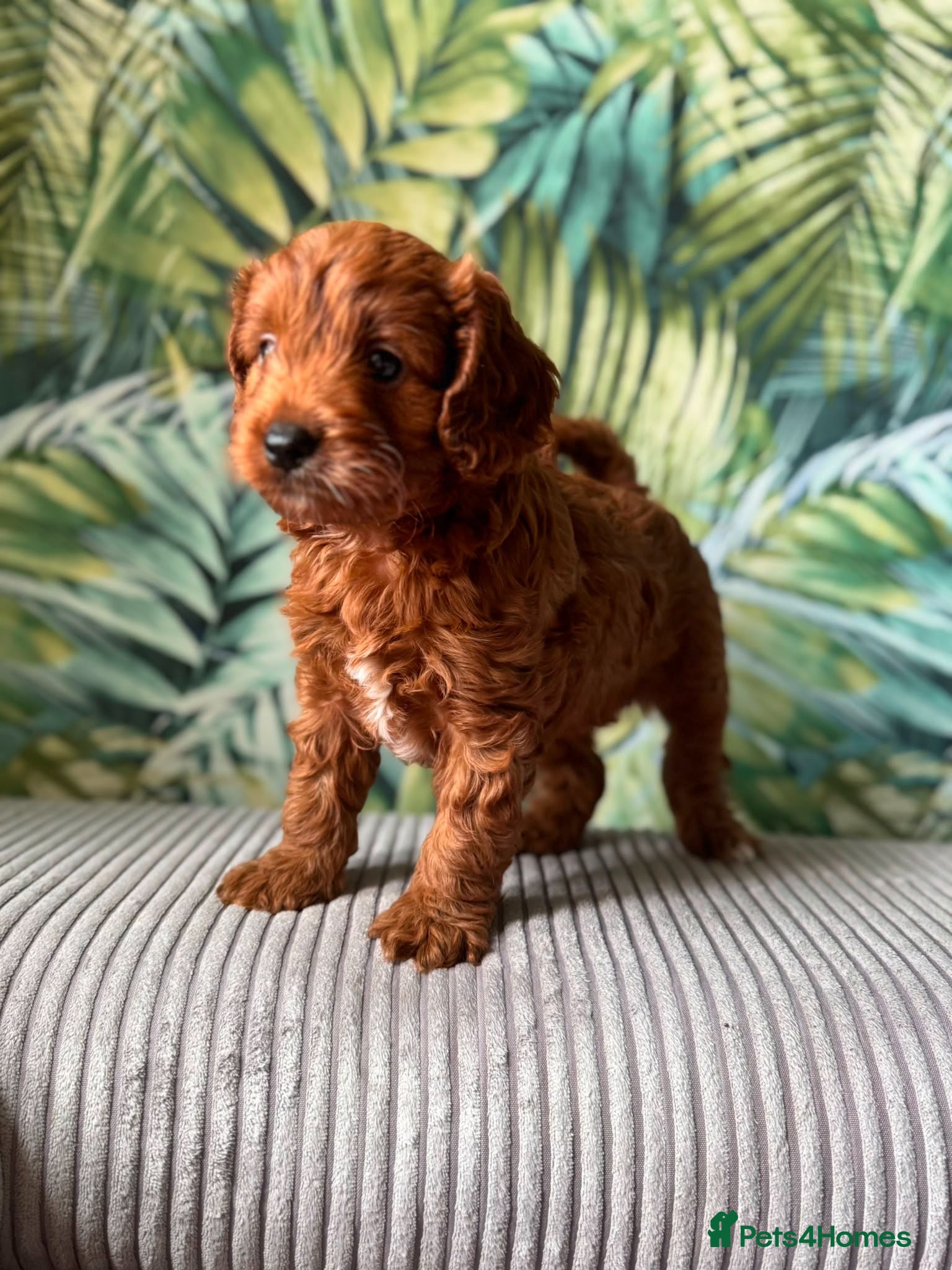 Cavapoo dogs Little teddy bear deep in red  - Advert 14