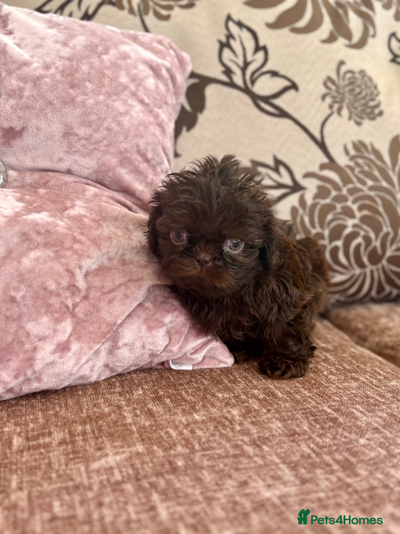 Shih Tzu dogs READY Choc M & Black F KC Health Tested Tiny Lines - Advert 1
