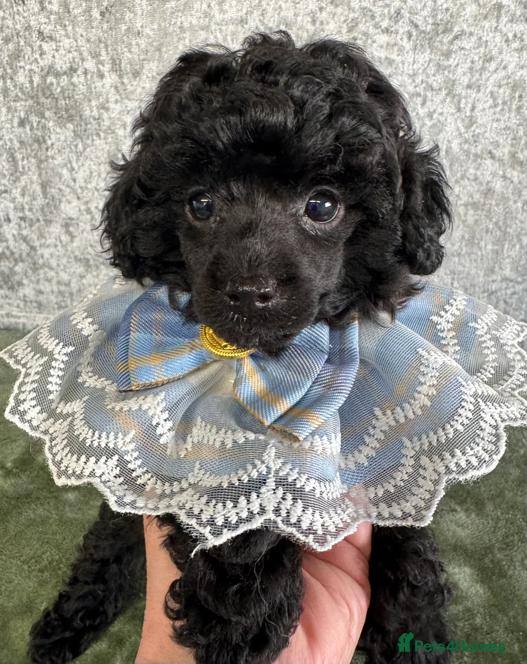 Toy Poodle dogs for sale: Toy poodle x Asian  - Advert 2