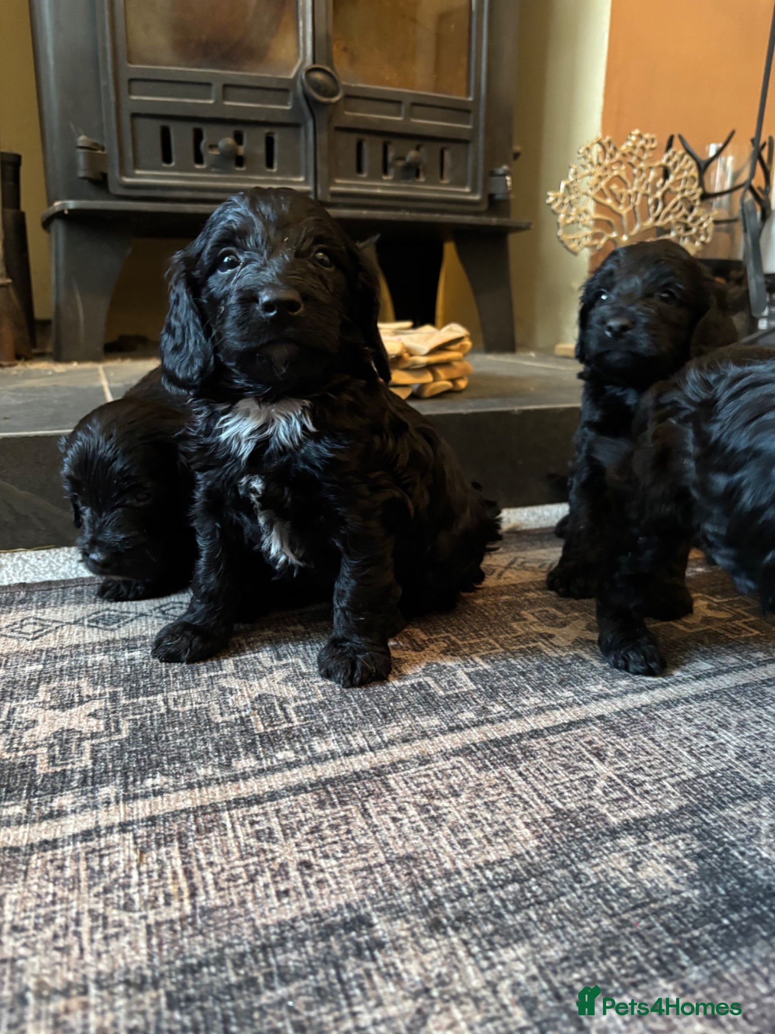 Sproodle dogs Gorgeous Sproodles - Advert 1