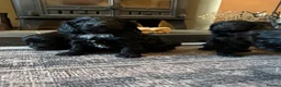 Sproodle dogs for sale: Gorgeous Sproodles READY NOW - Advert 1