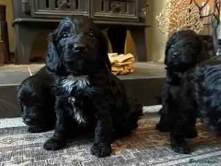 Sproodle dogs Gorgeous Sproodles READY NOW - Advert 9