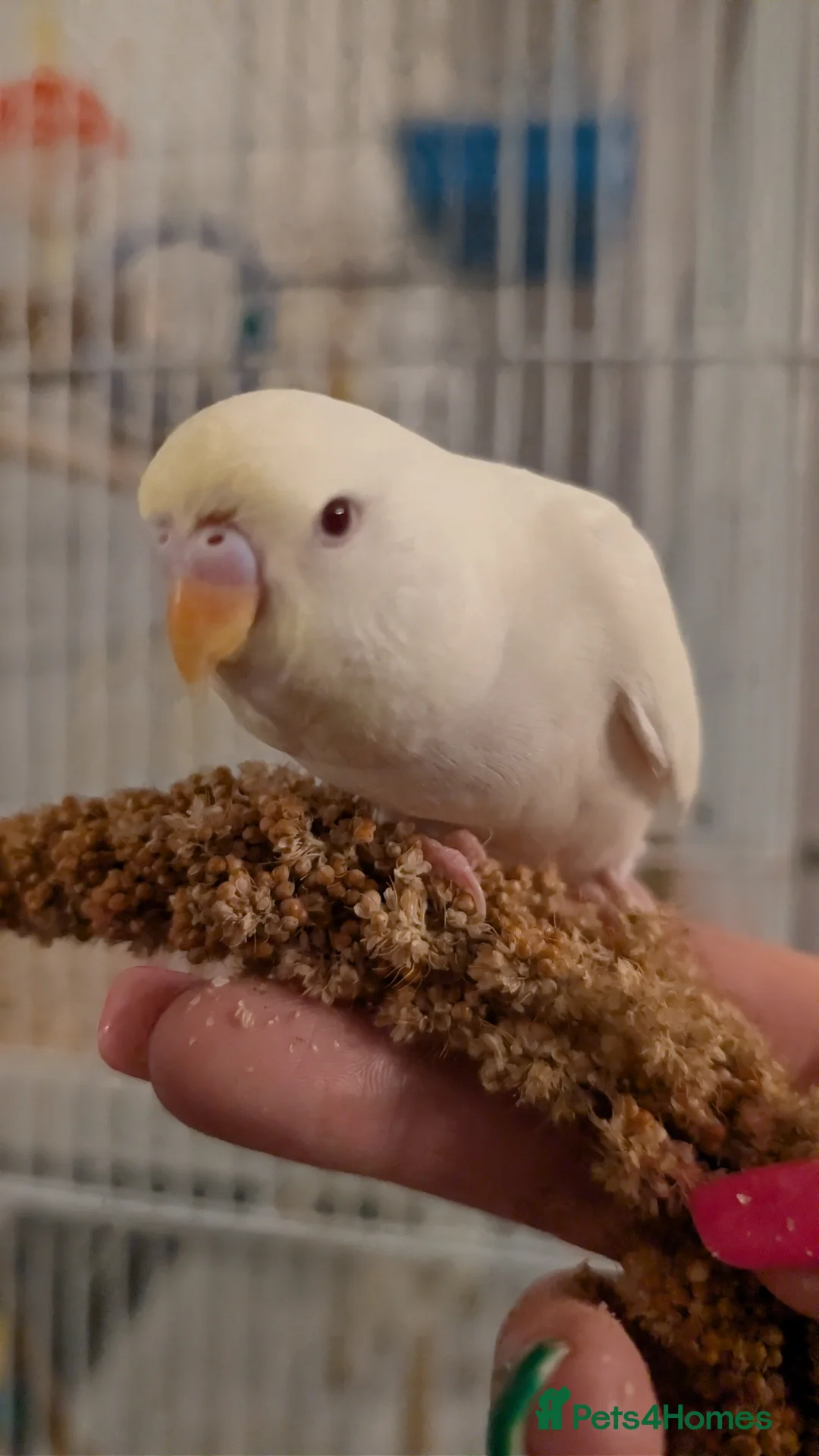 Budgerigars birds for sale: Hand tamed baby budgies for sale - Advert 9