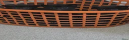 Mixed Breed cats for sale: Black kittens in Nuneaton - Advert 6