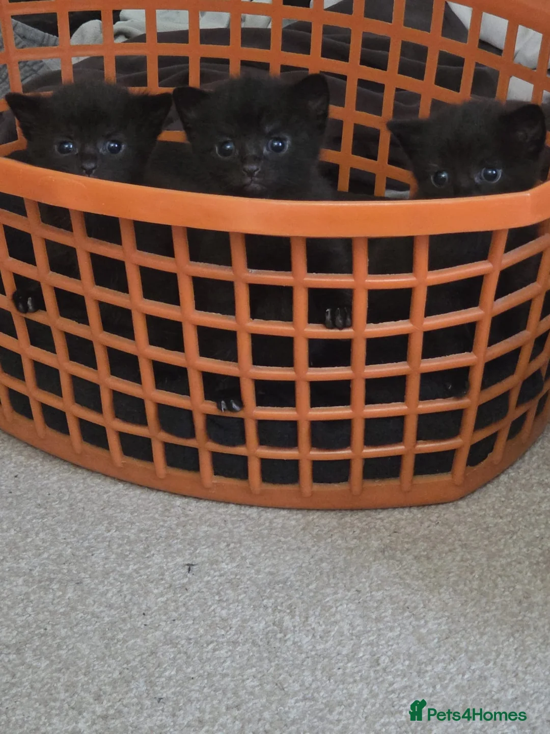 Mixed Breed cats for sale: Black kittens in Nuneaton - Advert 6