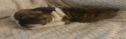 English Bulldog dogs for sale: ‼️REDUCED‼️STUNNiNG DWKC ENGLISH BULLDOG PUPPIES - Advert 5