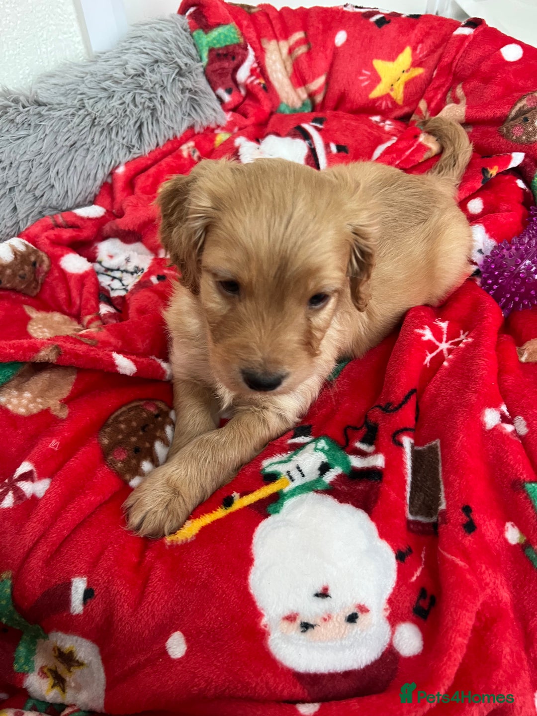 Cockapoo dogs for sale: Adorable beautiful f1 cockerpoo pups - Advert 5