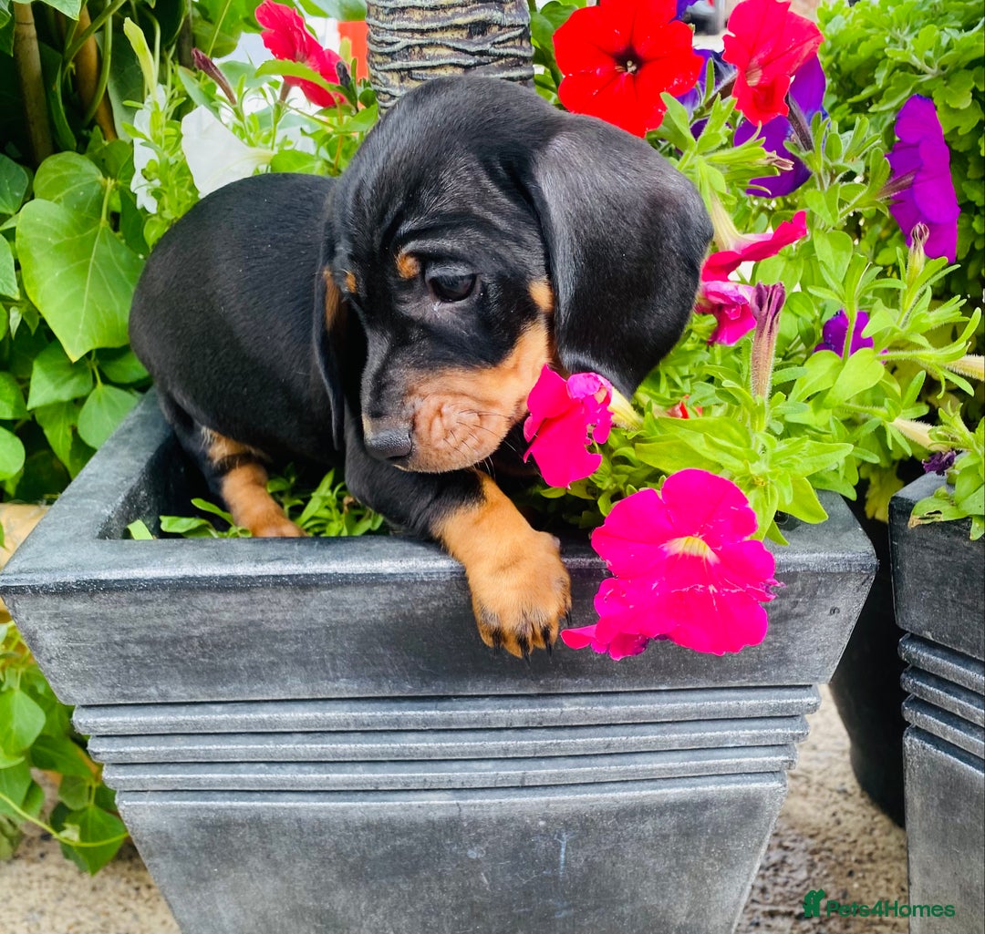 Miniature Dachshund dogs for sale: Stunning Miniature Dachshund Puppies!!! - Image 7
