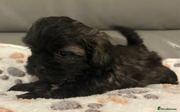 Shihpoo dogs for sale: 2 beautiful girl Shi poo puppies  - Advert 3