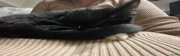 Mixed Breed cats for sale: Young adult female tuxedo Cat for rehoming  - Advert 4