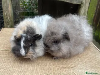 Guinea Pig rodents Pretty baby boys - Advert 9