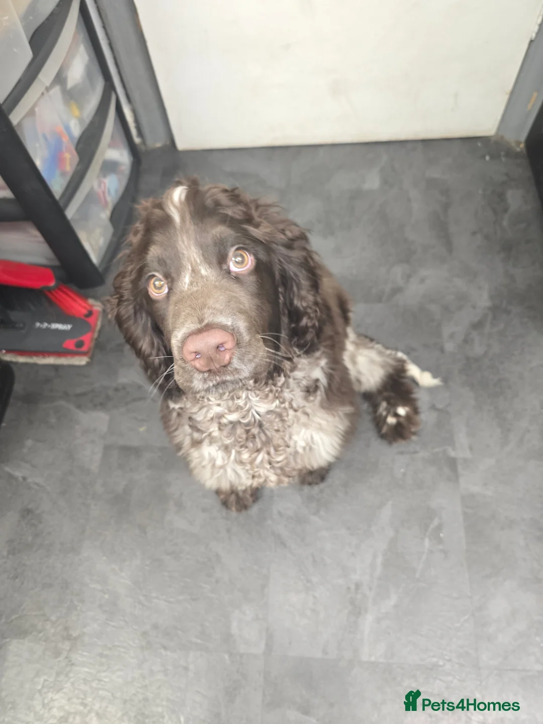 Cocker Spaniel dogs for sale: Cocker spaniel puppy - Advert 2