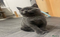 British Shorthair cats for sale: British shorthair female kitten❤️ - Image 2