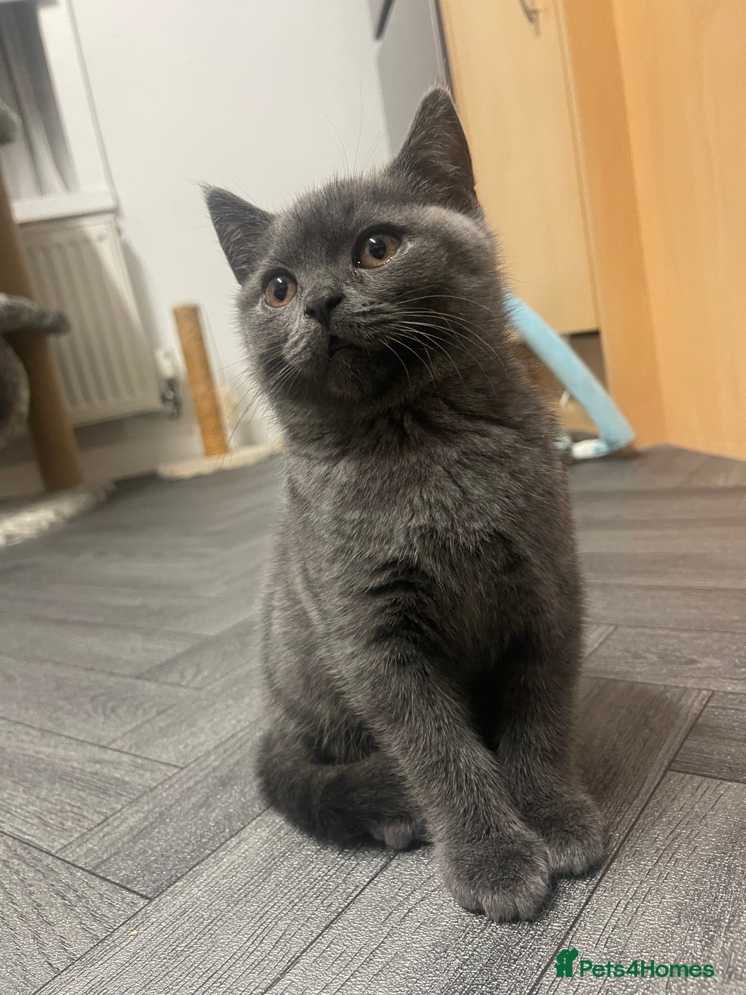 British Shorthair cats for sale: British shorthair female kitten❤️ - Image 2