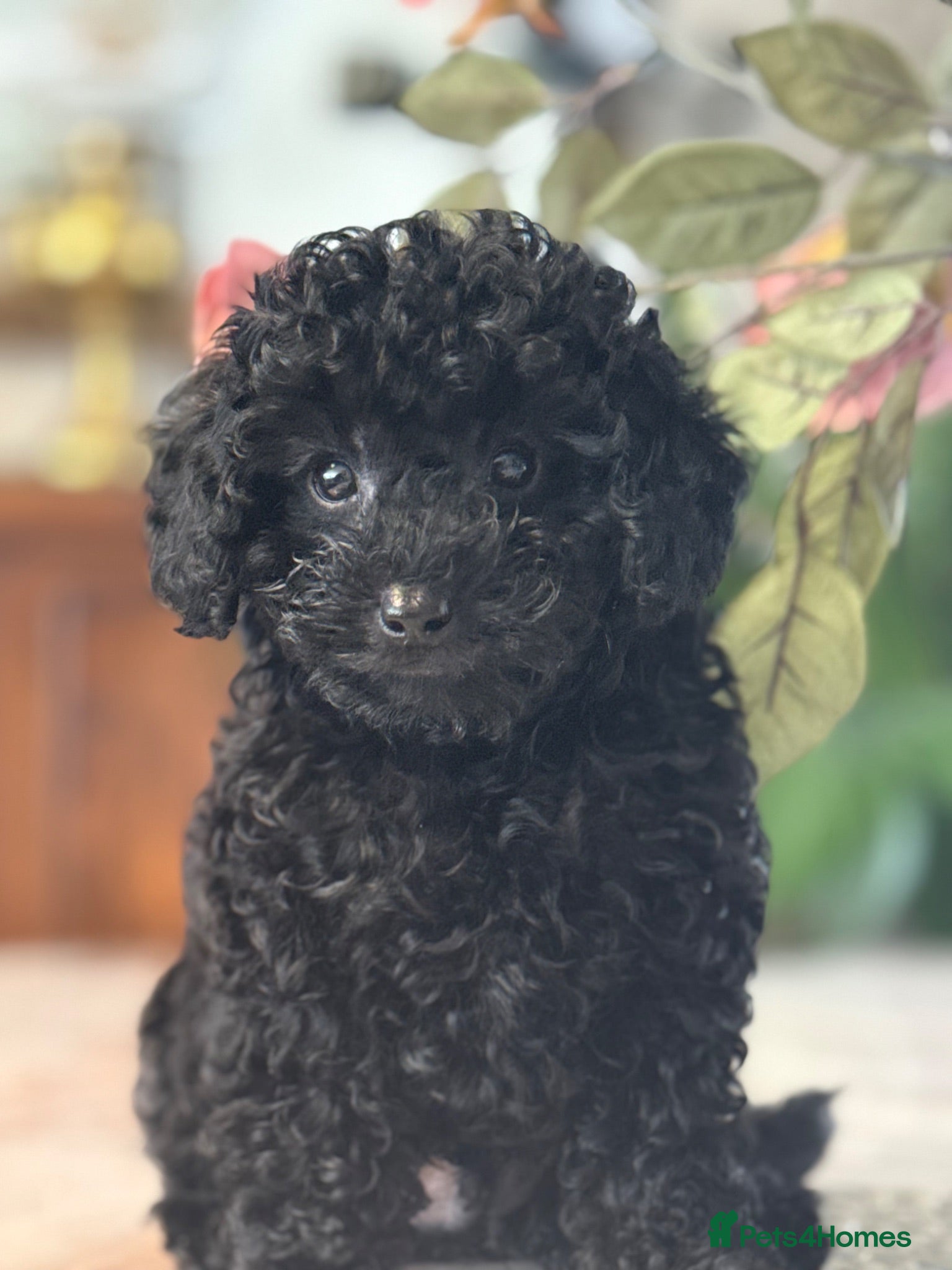 Toy Poodle dogs Already trained red Toy Puddle Puppies - Advert 13