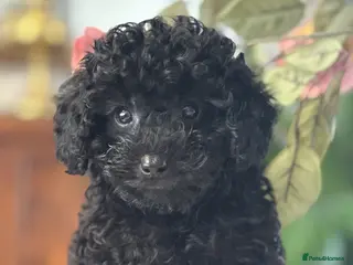 Toy Poodle dogs Already trained red Toy Puddle Puppies - Advert 13