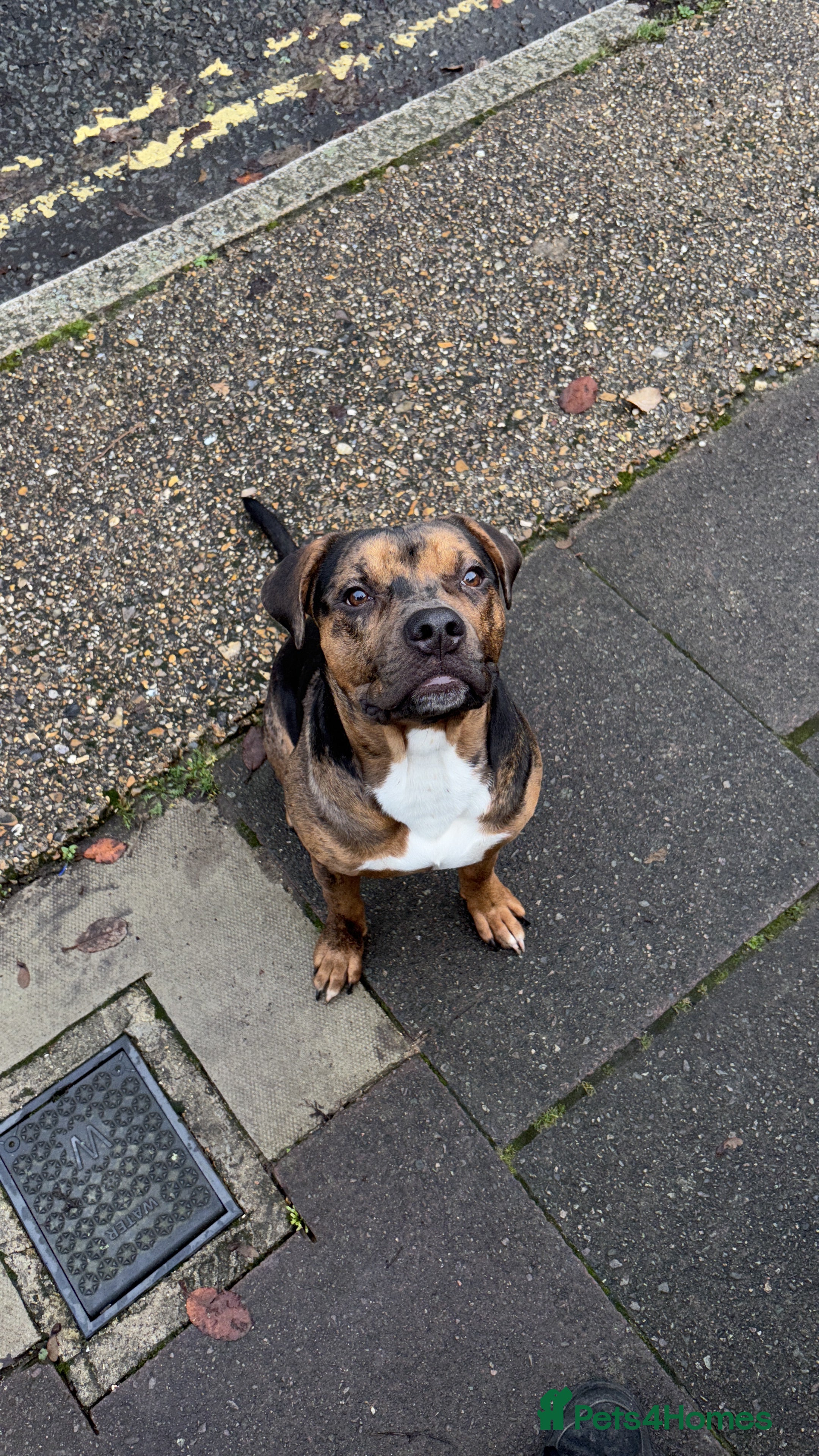 American Bully dogs American bully pup  - Advert 1