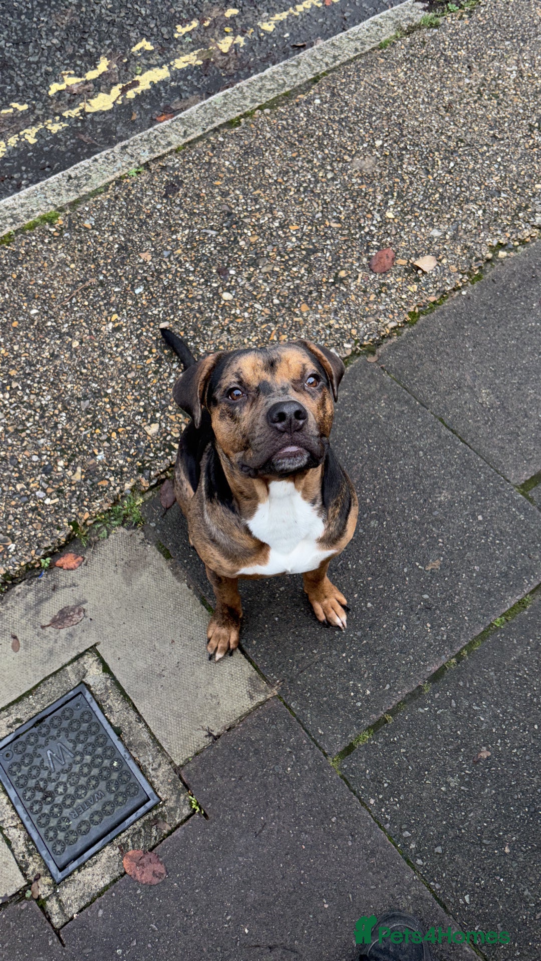 American Bully dogs for sale: American bully pup  - Advert 1