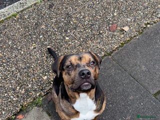 American Bully dogs American bully pup - Advert 1