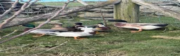 Ducks poultry for sale: Male Magpie Call Ducks & Welsh Harlequin in Corwen - Advert 1