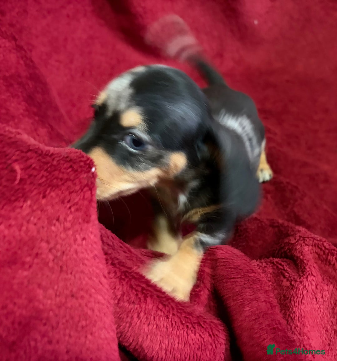 Miniature Dachshund dogs for sale: Stunning Miniature Dachshund Boys 💙 - Advert 6