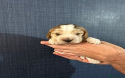 Cocker Spaniel dogs for sale: Gorgeous shoe type cocker spaniel  - Image 2