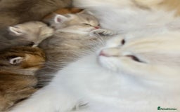 British Longhair cats for sale: Blue golden shaded of the world 🏆's offspring - Image 15