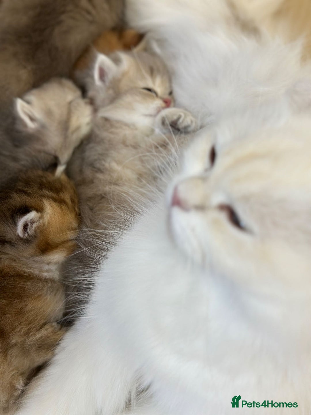 British Longhair cats for sale: Blue golden shaded of the world 🏆's offspring - Image 15