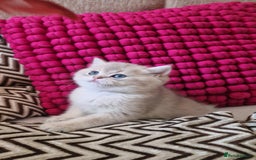 British Shorthair cats for sale: GOLDEN BRITISH SHORTHAIR KITTENS TICA  - Image 25
