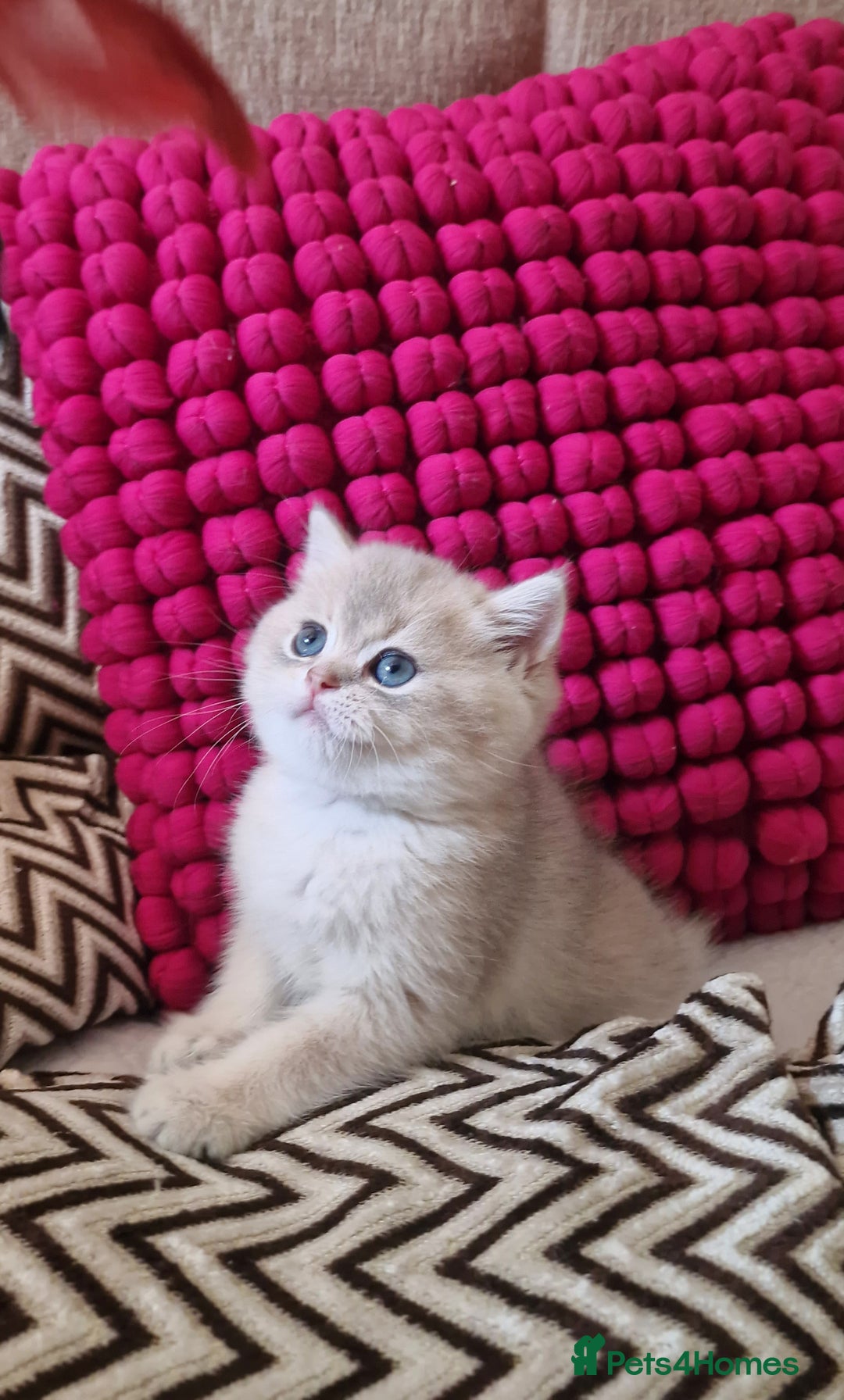 British Shorthair cats for sale: GOLDEN BRITISH SHORTHAIR KITTENS TICA  - Image 25